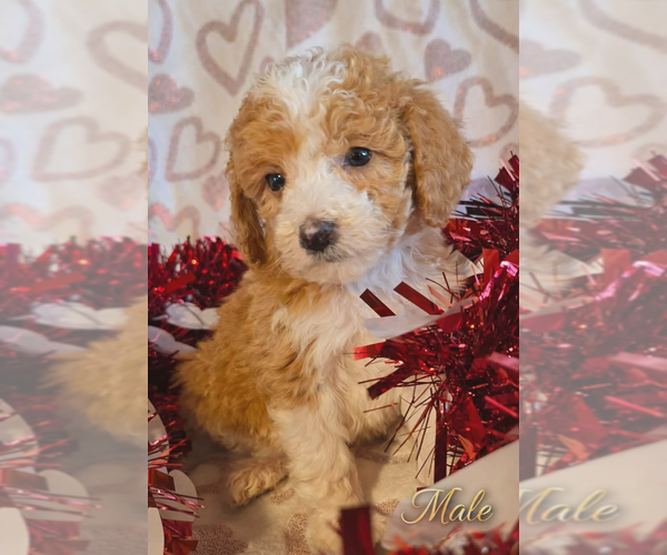 Medium Photo #1 Goldendoodle mix (+ Poodle Miniature) Puppy For Sale in MILLVILLE, MN, USA
