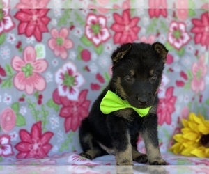 German Shepherd Dog Puppy for sale in LANCASTER, PA, USA