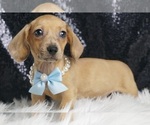 Puppy Dobby ACA Dachshund