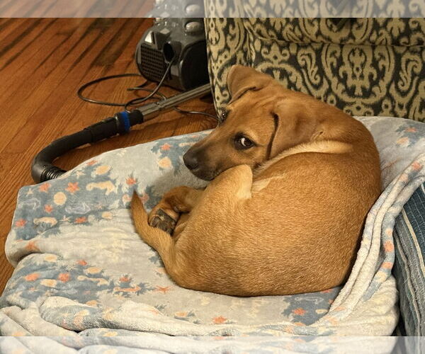 Medium Photo #1 Mutt Puppy For Sale in Mount Pleasant, SC, USA