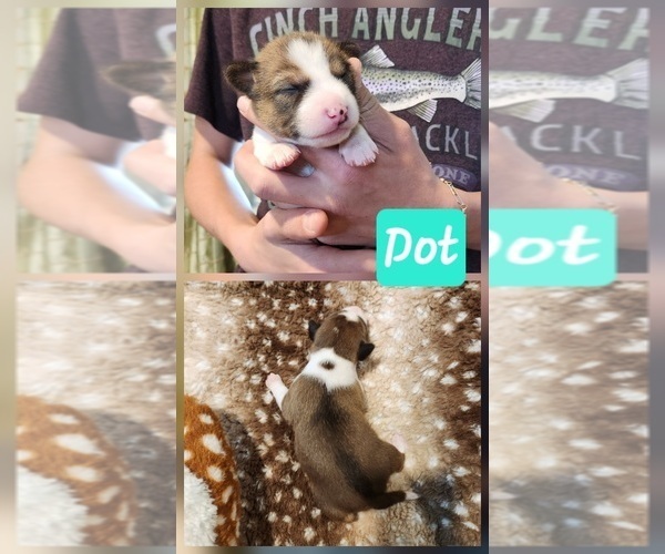 Medium Photo #7 Basenji Puppy For Sale in LOMETA, TX, USA