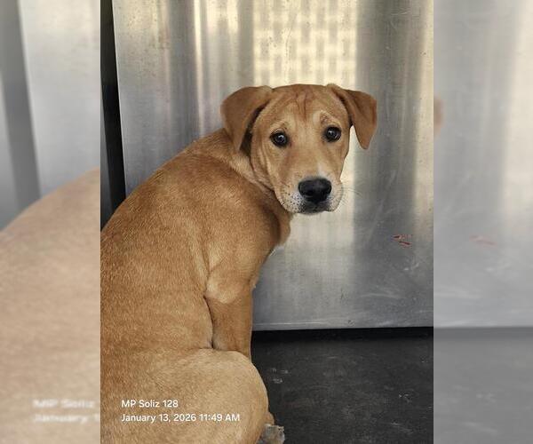 Medium Photo #1 Labrador Retriever-Unknown Mix Puppy For Sale in San Antonio, TX, USA