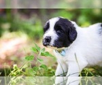 Small Photo #7 Newfoundland Puppy For Sale in MADISON, WI, USA