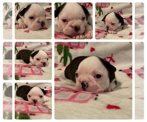Boston Terrier Puppy for sale in DENVER, CO, USA