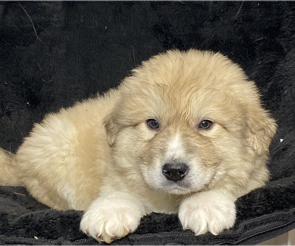 Medium Photo #6 Great Pyrenees Puppy For Sale in CANOGA, NY, USA