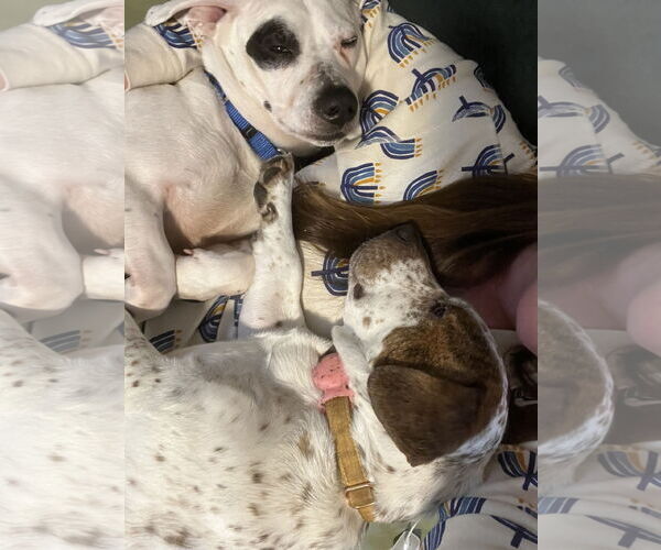 Medium Photo #13 Miniature English Bulldach Puppy For Sale in Minneapolis, MN, USA