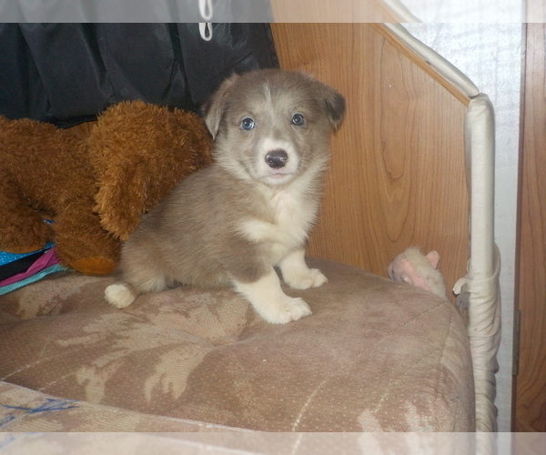 Medium Photo #21 Australian Shepherd-Pembroke Welsh Corgi Mix Puppy For Sale in GALLEGOS, NM, USA