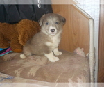 Small Photo #21 Australian Shepherd-Pembroke Welsh Corgi Mix Puppy For Sale in GALLEGOS, NM, USA
