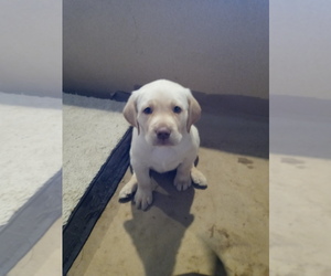 Labrador Retriever Puppy for sale in LIBBY, MT, USA