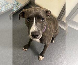 Mutt Dogs for adoption in Glen Allen, VA, USA