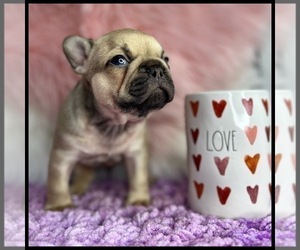 French Bulldog Puppy for sale in OJAI, CA, USA