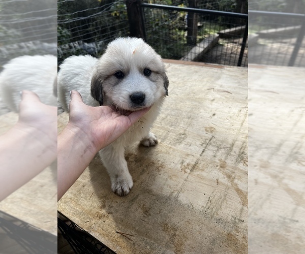 Medium Photo #1 Great Pyrenees Puppy For Sale in SPRINGDALE, WA, USA