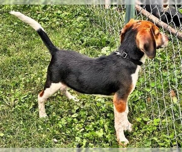 Medium Photo #6 Beagle Puppy For Sale in Columbus, OH, USA