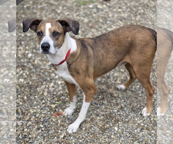 Medium Photo #6 Bogle Puppy For Sale in Woodsfield, OH, USA