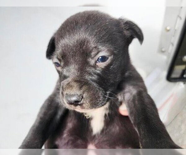 Medium Photo #1 Staffordshire Bull Terrier-Unknown Mix Puppy For Sale in Houston, TX, USA