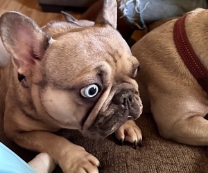 Mother of the French Bulldog puppies born on 09/13/2025