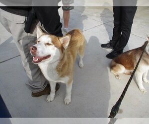 Siberian Husky Dogs for adoption in Oklahoma City, OK, USA