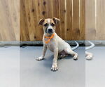 Small #4 Labrador Retriever Mix