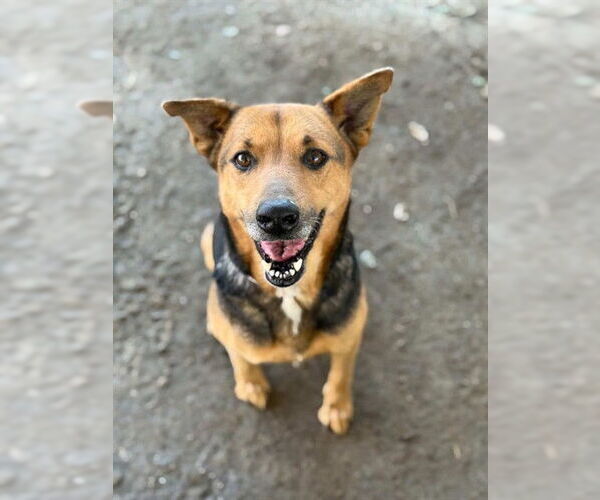 Medium Photo #2 German Shepherd Dog-Unknown Mix Puppy For Sale in Riverside, CA, USA