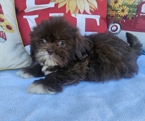 Shih Tzu Puppy for sale in WALSH, IL, USA