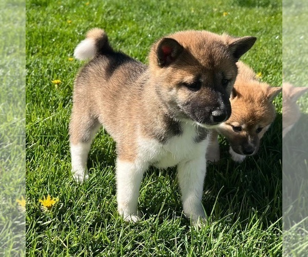 Medium Photo #2 Shiba Inu Puppy For Sale in COLORADO SPRINGS, CO, USA