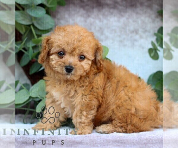 Medium Photo #3 Cavachon-Poodle (Miniature) Mix Puppy For Sale in GORDONVILLE, PA, USA