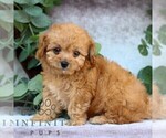 Small #2 Cavachon-Poodle (Miniature) Mix