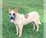 Small Australian Cattle Dog