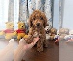 Havapoo puppies - Male Havapoo Puppy for Sale - Photo #3