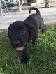 Small Photo #1 Labrador Retriever Puppy For Sale in FRENCH CAMP, CA, USA