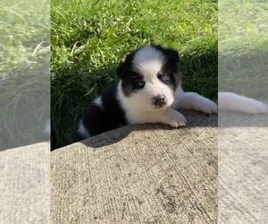 Siberian Husky-Unknown Mix Puppy for sale in VANCOUVER, WA, USA