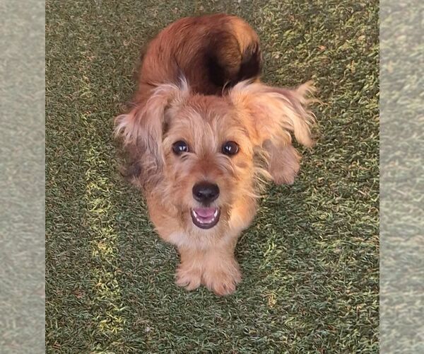 Medium Photo #1 Mutt Puppy For Sale in Carrollton, TX, USA