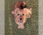 Kerry - Female Mutt Dog for Adoption - Small photo