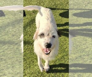 Irish Wolfhound-Parson Russell Terrier Mix Dogs for adoption in La Verne, CA, USA