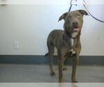 Small American Pit Bull Terrier-Weimaraner Mix