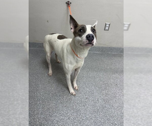 Medium Photo #1 American Pit Bull Terrier-Unknown Mix Puppy For Sale in Pasadena, TX, USA