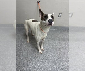 American Pit Bull Terrier-Unknown Mix Dogs for adoption in Pasadena, TX, USA