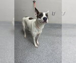 Small American Pit Bull Terrier Mix