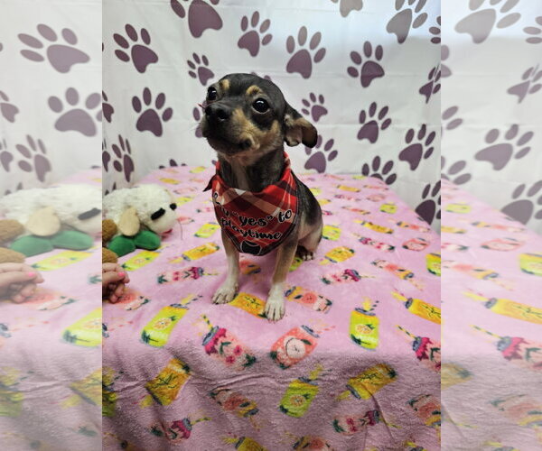 Medium Photo #2 Chihuahua-Unknown Mix Puppy For Sale in Metairie, LA, USA