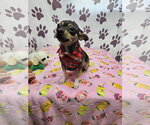 Small #1 Chihuahua Mix