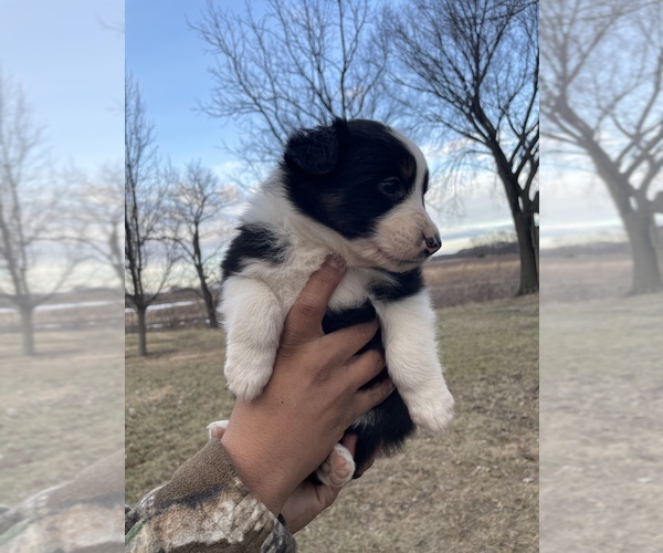 Medium Photo #1 Australian Shepherd Puppy For Sale in TOLEDO, IL, USA