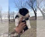 Puppy Queen Australian Shepherd