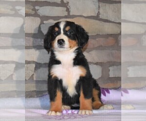 Bernese Mountain Dog Puppy for sale in FREDERICKSBG, OH, USA