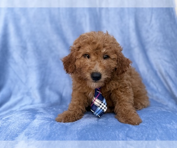 Medium Photo #5 Goldendoodle (Miniature) Puppy For Sale in LAKELAND, FL, USA