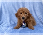Dash - Male Goldendoodle (Miniature) Puppy for Sale - Photo #5