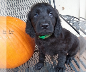 Irish Doodle Puppy for sale in URBANA, OH, USA