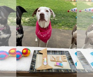 Bullboxer Pit Dogs for adoption in Germantown, OH, USA