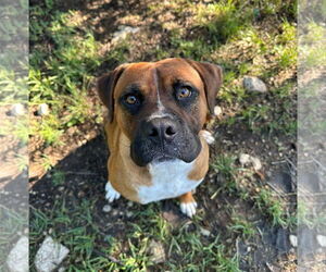 Boxer Dogs for adoption in Dumont, NJ, USA