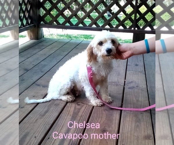 Medium Photo #1 Cavapoo (Miniature) Puppy For Sale in CLARKRANGE, TN, USA