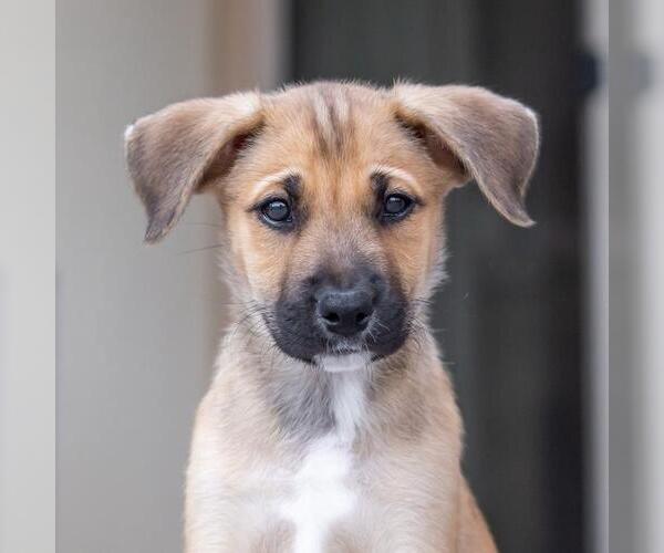 Medium Photo #2 Boxer-Unknown Mix Puppy For Sale in San Diego, CA, USA
